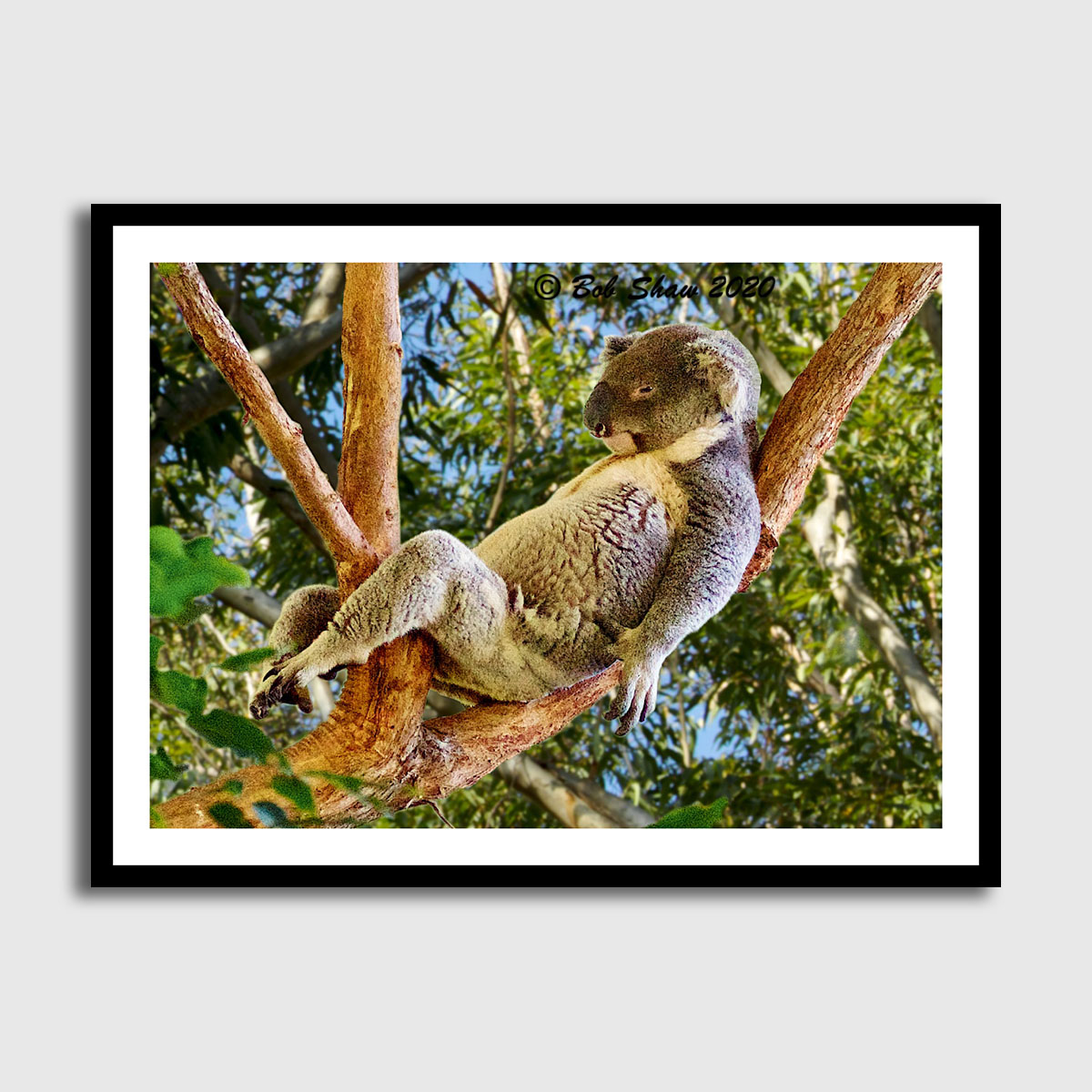Relaxing Koala