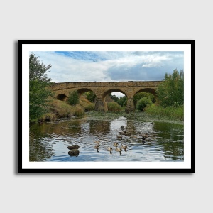 Richmond Bridge And Ducks